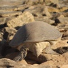 Image 8: Ningaloo Turtle Watching and Stargazing Tour