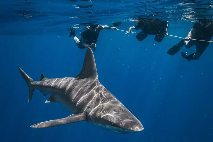 Shark Snorkeling Experience in South Florida - Primary Image