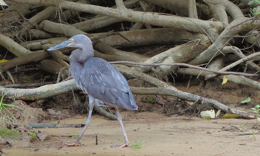 Image 10: Daintree River Cruise