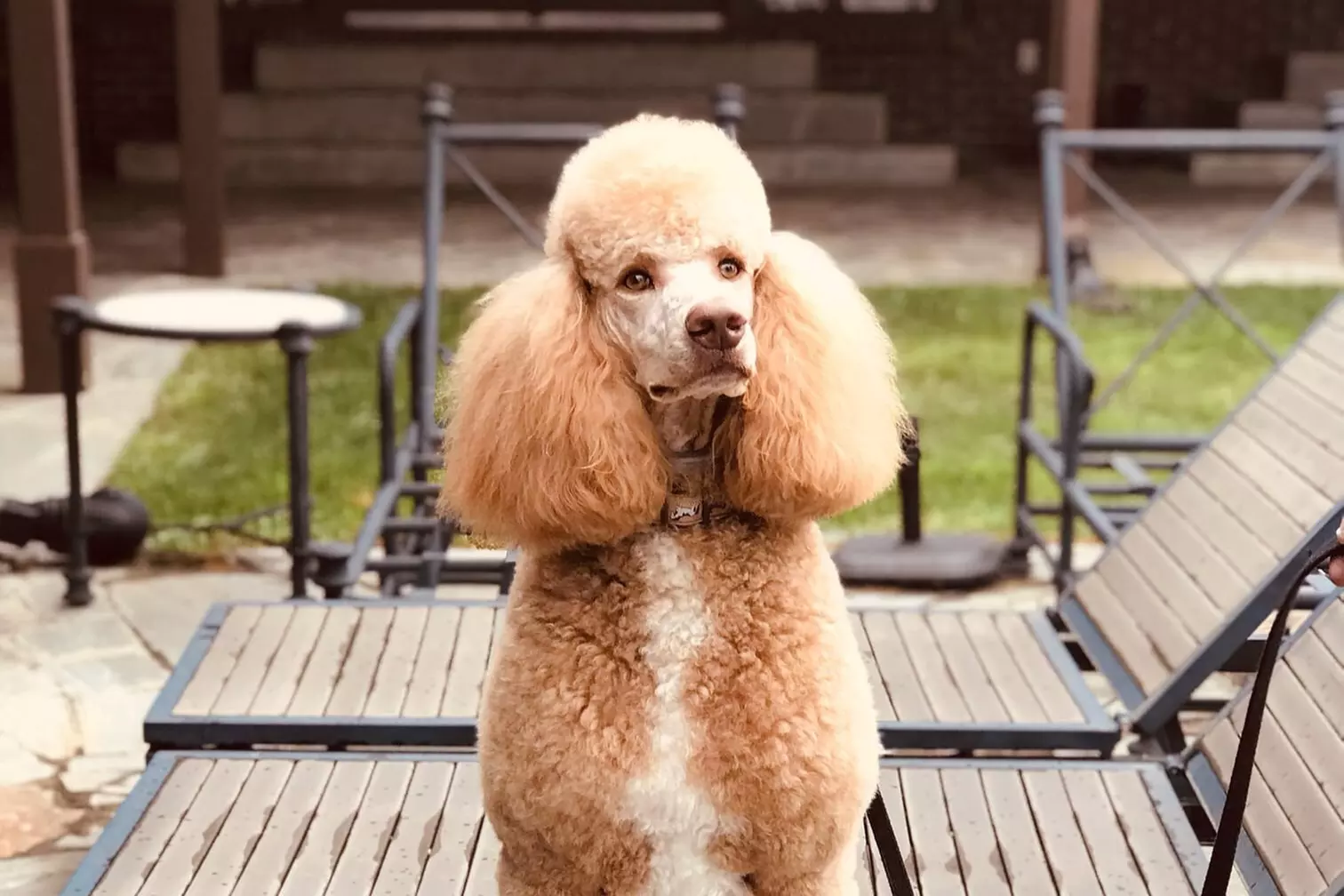 $27.50 For $55 Worth Of Spa Bath For Dog Under 40lbs