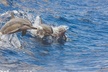 3-Hour Small-Group Maalaea Luxury Snorkel Cruise Tour - Second Medium