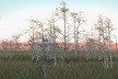 Big Cypress National Preserve Self Guided Driving Audio Tour - Second Medium