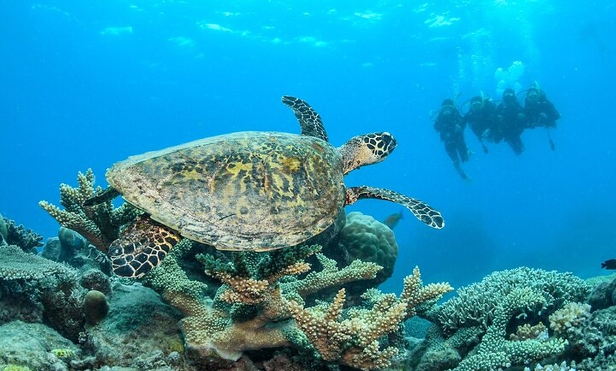 Image 25: Great Barrier Reef Snorkeling and Diving Cruise from Cairns