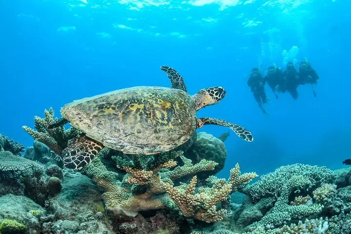 Great Barrier Reef Snorkeling and Diving Cruise from Cairns