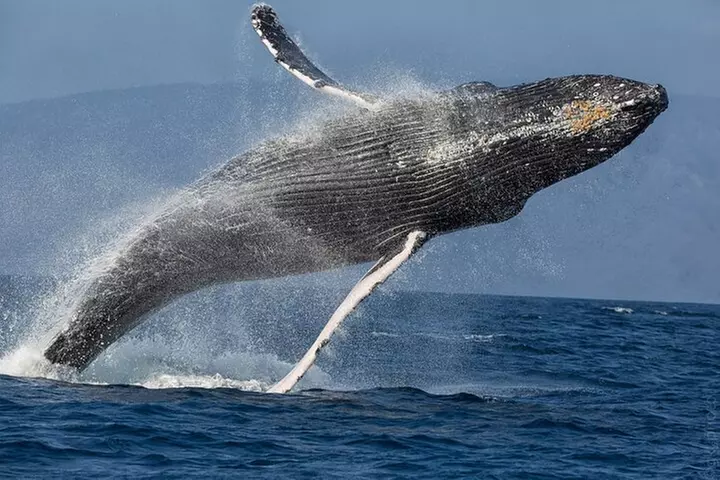 Afternoon Sail With the Whales from Ma'alaea Harbor - Primary Image