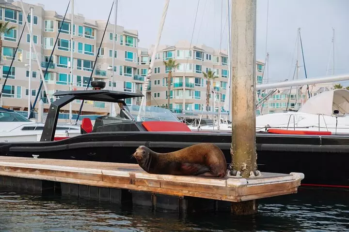 Luxury Shared E-Boat Cruise with Wine, Charcuterie & Sea Lions Spot...
