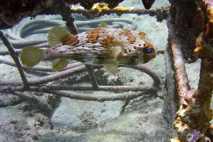 Guided Snorkel Experience in Fort Lauderdale