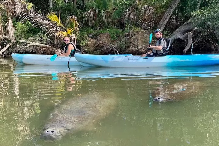 Wildlife Refuge Manatee, Dolphin & Mangrove Kayak or Paddleboarding...