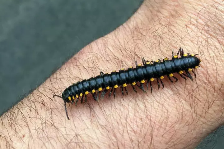 The Hood-Columbia Loop: Timberline, Orchards, and Waterfalls