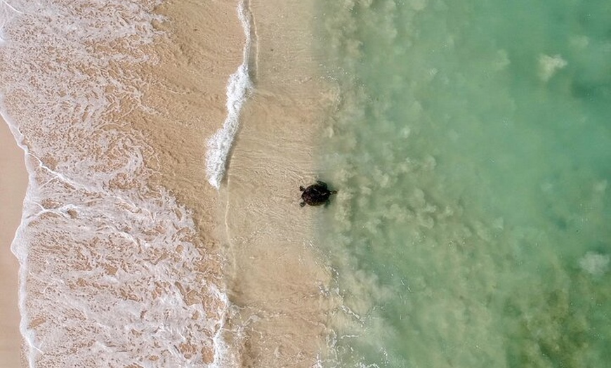 Image 6: Ningaloo Turtle Watching and Stargazing Tour