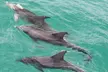 Jervis Bay Tour with Dolphins, Kangaroos & World's Whitest Beach - Image 5
