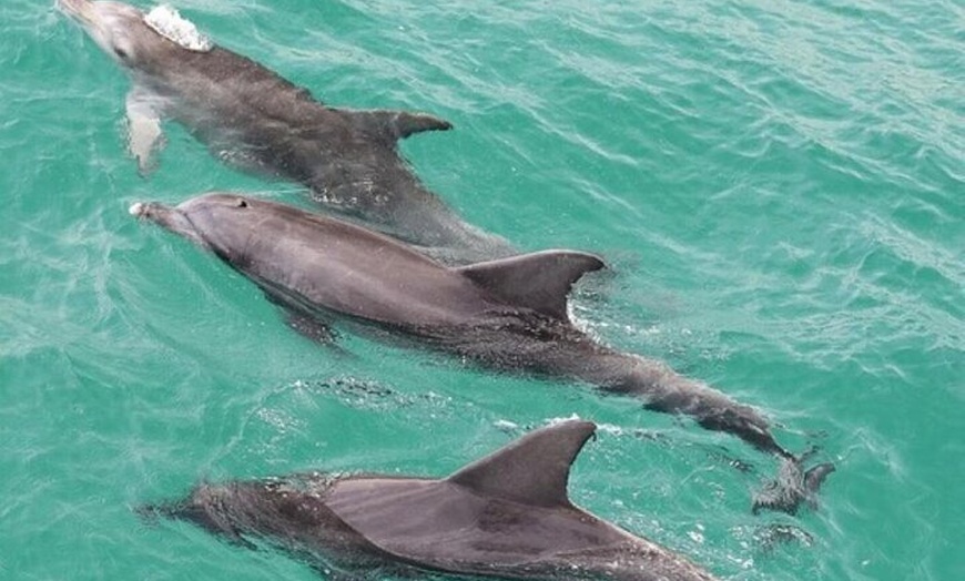 Image 4: Jervis Bay Tour with Dolphins, Kangaroos & World's Whitest Beach
