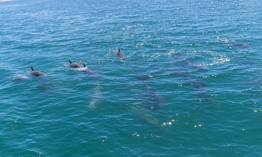 Image 13: All Inclusive Jervis Bay Day Tour Dolphin Cruise, Lunch &Blowhole