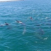 Image 13: All Inclusive Jervis Bay Day Tour Dolphin Cruise, Lunch &Blowhole