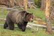 Yellowstone Lower Loop Guided Tour from Cody, Wyoming - Second Medium