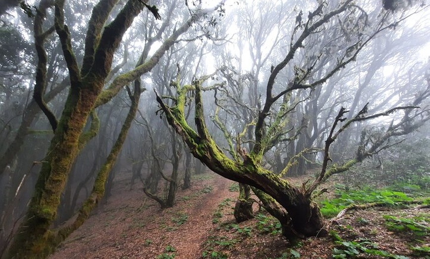 Image 15: Senderismo en el cañón de Cuevas Negras en Tenerife