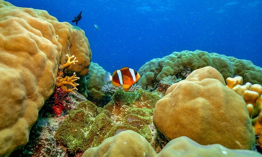 Image 8: Great Barrier Reef with Cultural Guides-Dreamtime Dive & Snorkel