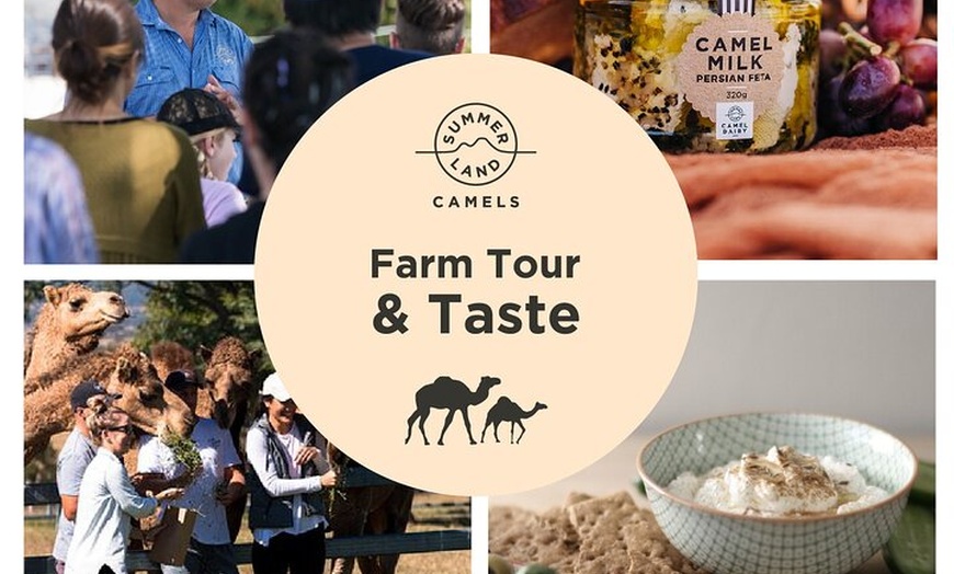 Image 1: Camel Farm Tour and Taste