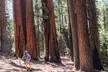 Sequoia National Park Private Tour - Second Medium