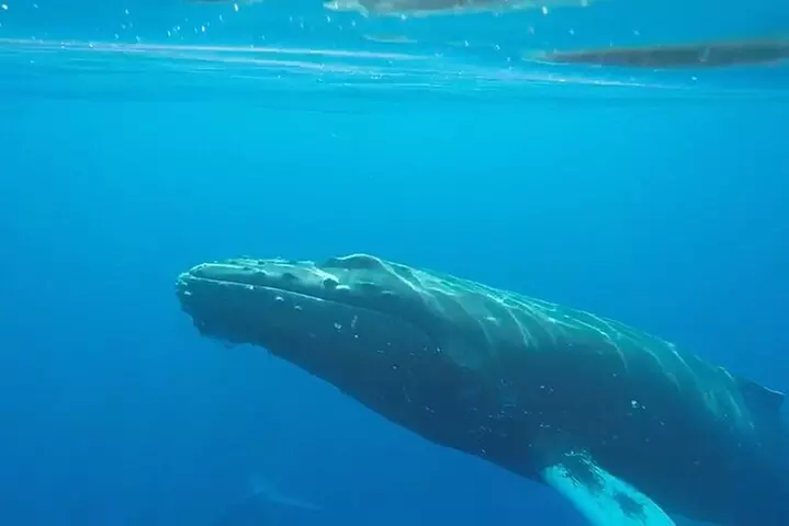 South Shore Turtle Kayak and Snorkel Experience