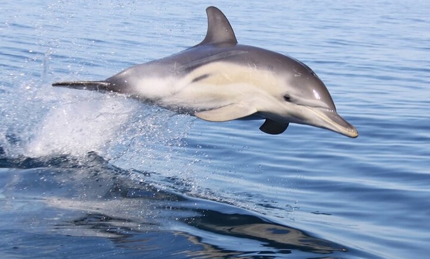Image 3: Wild Dolphin Watch in Glenelg