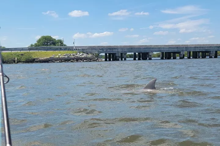 New Smyrna Dolphin and Manatee Kayak and SUP Adventure Tour