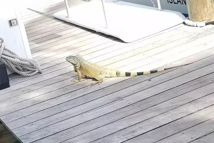 Ft Lauderdale to Key West with Optional Activities