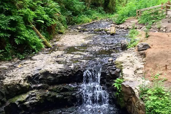 Forest Park Urban Hiking Tour, Portland