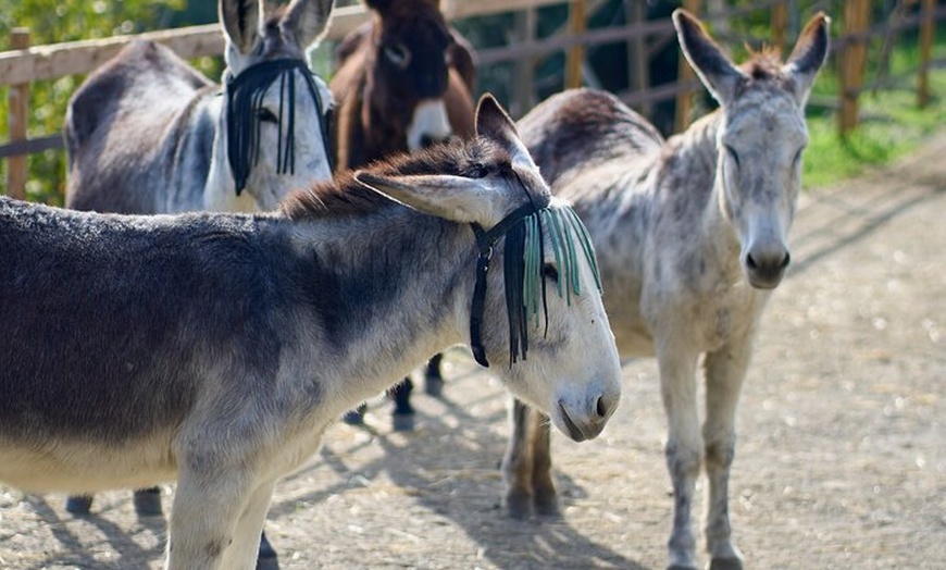 Image 5: Caminando con Nuestros Burros de Rescate