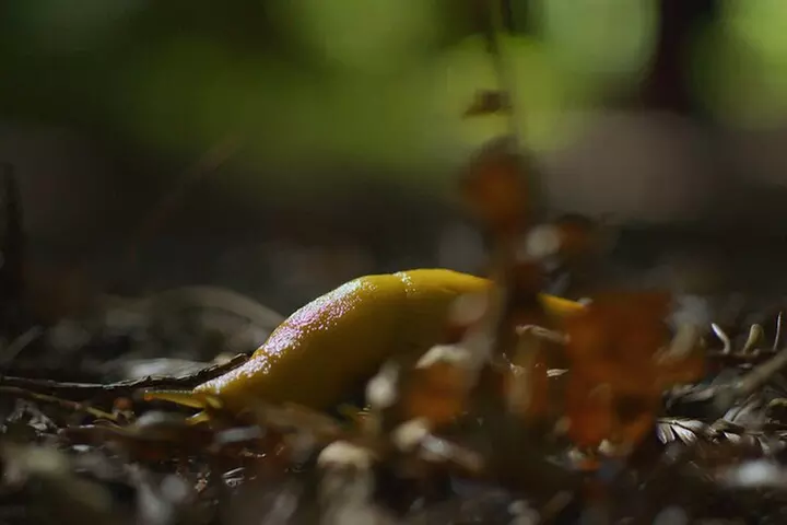 Redwoods Forest Bathing