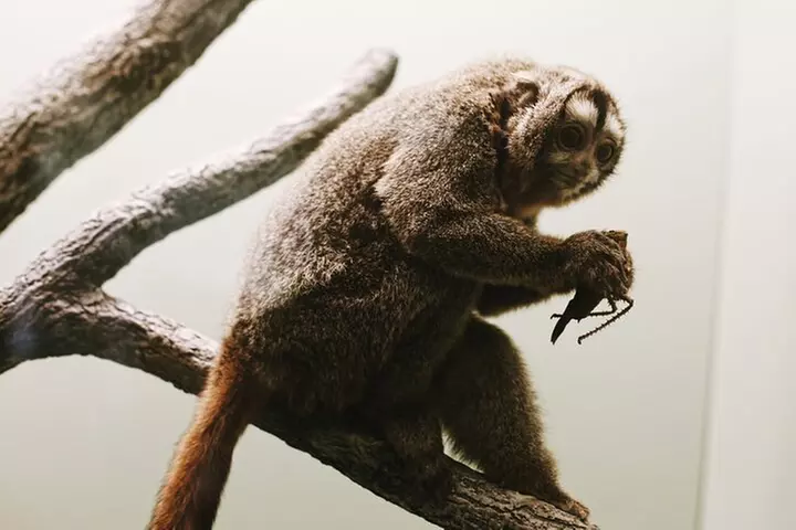Smithsonian Natural History + American History - Exclusive Tour
