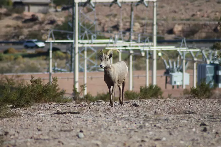 Small Group Hoover Dam, Lake Mead and Boulder City Tour
