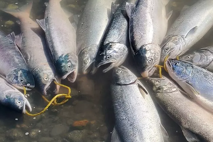 Alaskan Salmon 8-Hour Fishing Experience