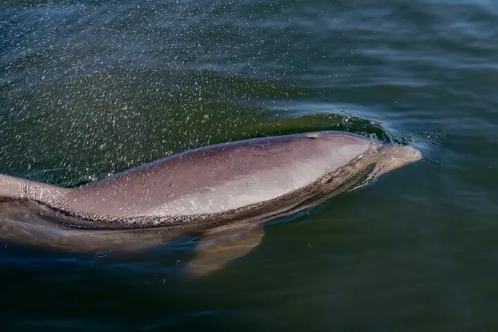 National Park Pedal Kayak Tours in New Smyrna Beach - Primary Image