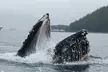 Hoonah Whale-Watching Cruise - Second Medium
