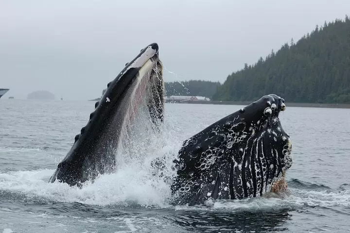 Hoonah Whale-Watching Cruise