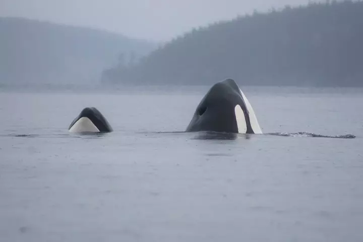 6 Hour Whale Watching - Second Medium