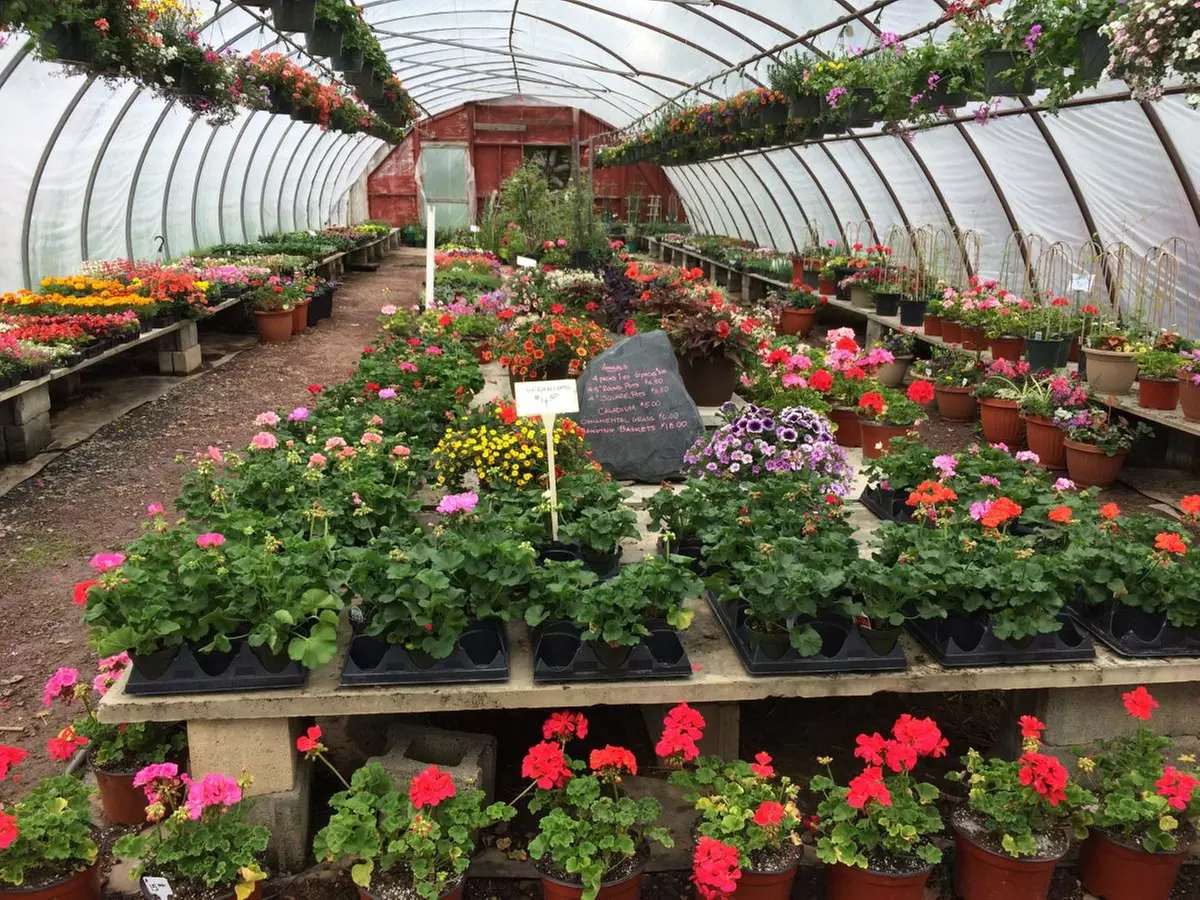$20 For $40 Worth Of Towards Plants, Shrubs, Trees Or Furniture