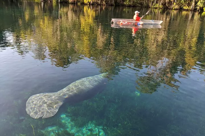 Clear Kayak or Paddleboard Manatee Adventure