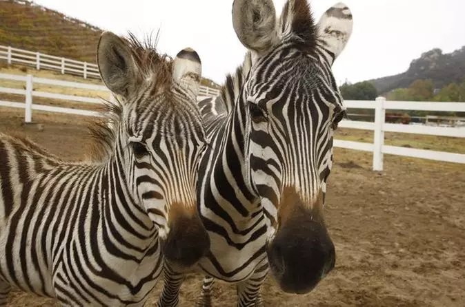 Family Safari and Wine Tasting in Malibu - Primary Image