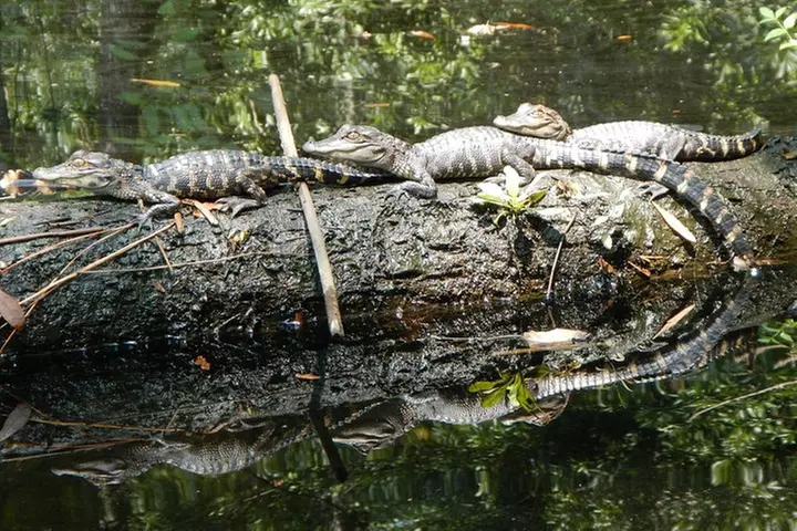Lofton Creek Kayaking Trip with Professional Guide