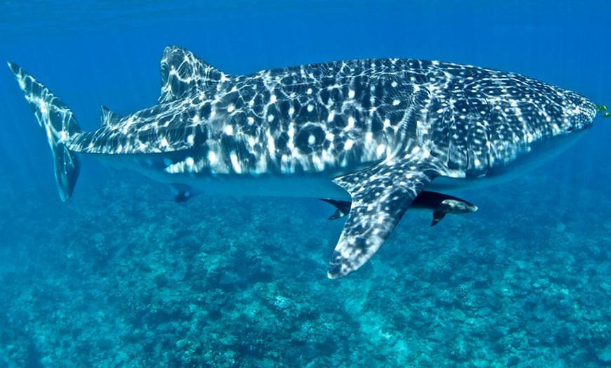 Image 2: Swim with Whale Sharks in the Ningaloo Reef: 3 Island Shark Dive