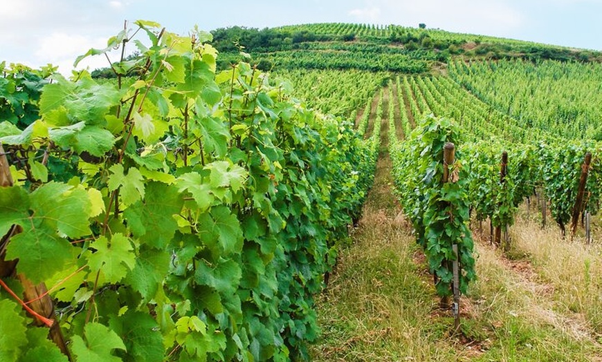 Image 9: Rallye Voiture Insolite sur la Route des Vins d'Alsace