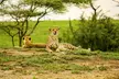 ✈ TANSANIA | Von Tansania nach Sansibar - Safari & Badeurlaub im White Paradise 4* - Safari - Second Medium