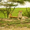 Image 3: ✈ TANSANIA | Von Tansania nach Sansibar - Safari & Badeurlaub im Wh...
