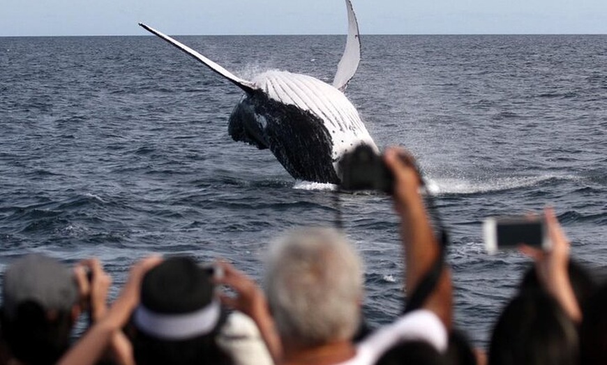 Image 7: Whale Watching Tour with Spirit of Gold Coast