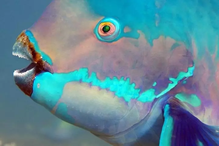 Key Largo Snorkeling Trips & Sandbar Tours