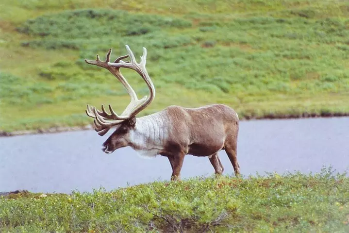 Small-Group Flight Denali National Park Tour with Guided Hike