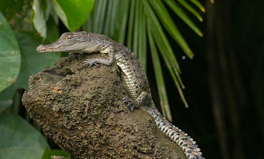 Image 13: Aboriginal Fishing & Beach Day Tour+ Daintree Crocodile Cruise