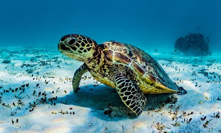 Image 1: Turtle and Reef Adventure